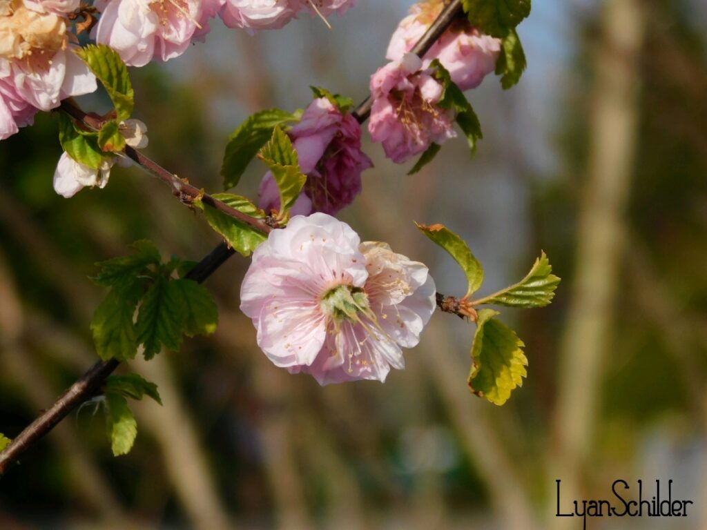 Fotografie Lyan Schilder