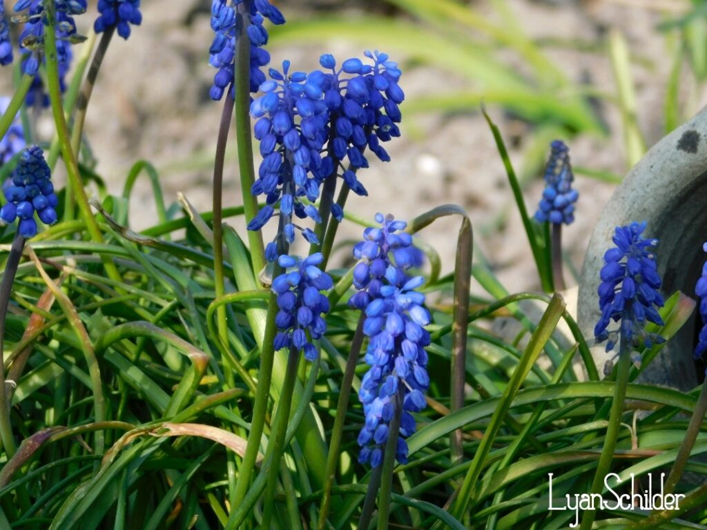 Fotografie Lyan Schilder