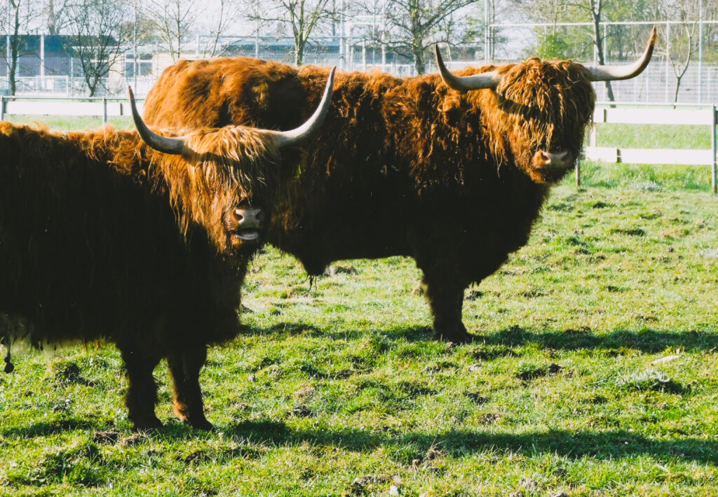 Fotografie Lyan Schilder