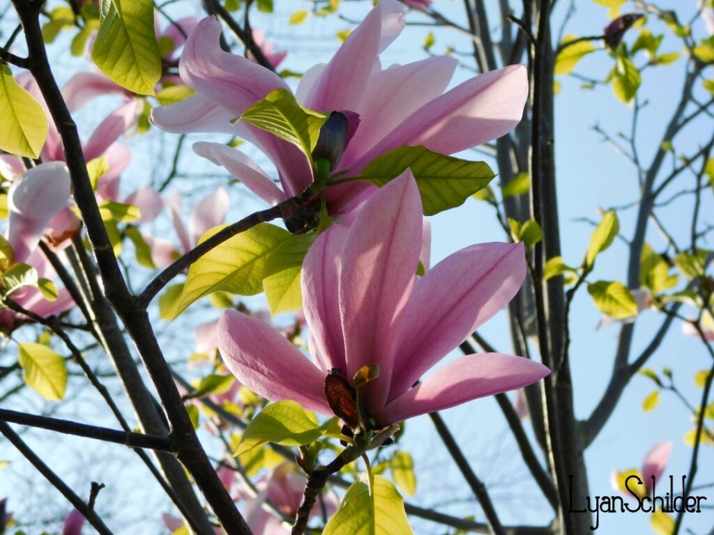 Fotografie Lyan Schilder