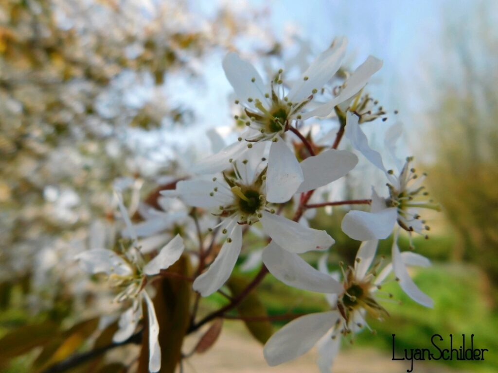 Fotografie Lyan Schilder