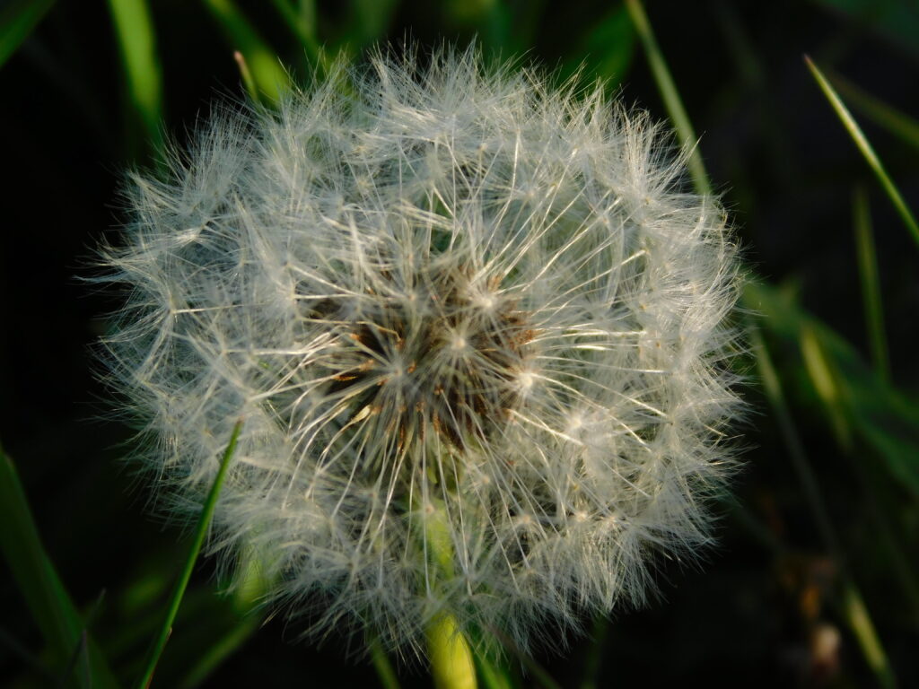 Fotografie Lyan Schilder