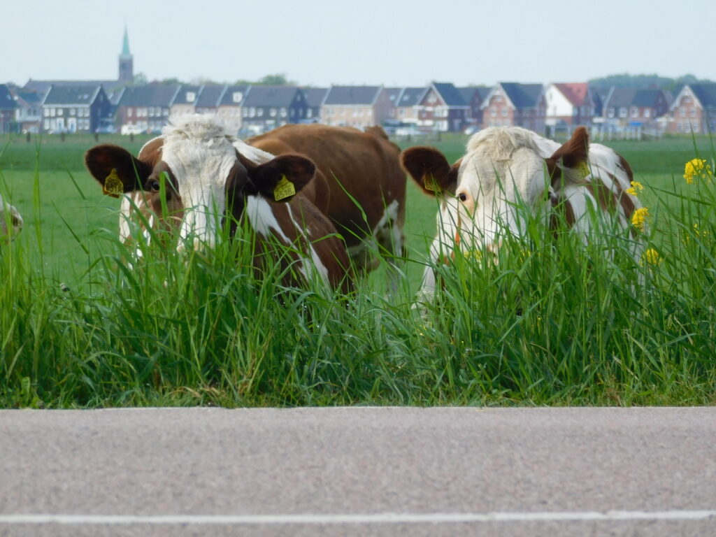 Fotografie Lyan Schilder