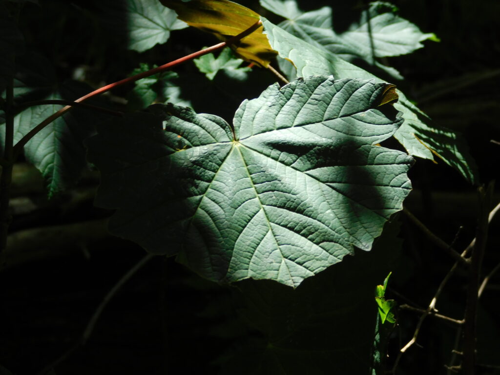 Fotografie Lyan Schilder